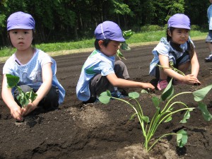 しかっりと植えることができました。