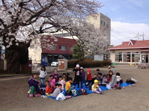 桜の花がきれいです。