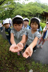 セミのぬけがら